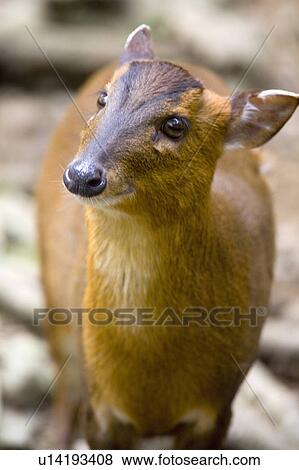 Stock Photo - "Formosan Reeve's muntjac, Taiwan, Taipei, Taipei Zoo". Fotosearch