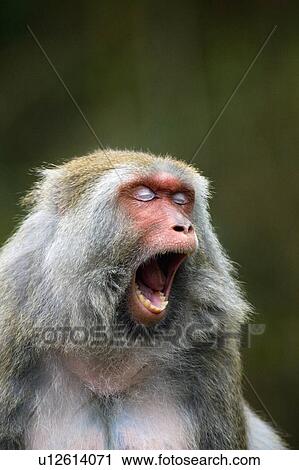 Stock Image - "Formosan Rock Monkey, Taiwan, Taipei, Taipei Zoo". Fotosearch