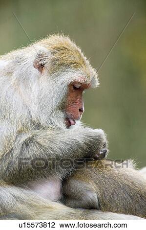 "Formosan Rock-monkey, Taiwan, Taipei, Taipei Zoo" View Large Photo Image Stock Image - "Formosan Rock-monkey, Taiwan, Taipei, Taipei Zoo". Fotosearch