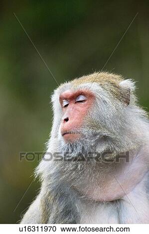 Stock Image - "Formosan Rock-monkey, Taiwan, Taipei, Taipei Zoo". Fotosearch