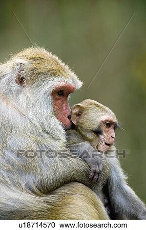 "Formosan Rock Monkey, Taiwan, Taipei, Taipei Zoo" View Large Photo Image Stock Image - "Formosan Rock Monkey, Taiwan, Taipei, Taipei Zoo". Fotosearch