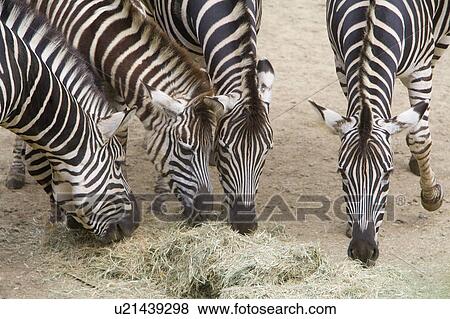 Stock Photo - "Four zebras, Taiwan, Taipei, Taipei Zoo". Fotosearch