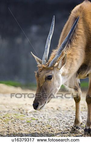 Stock Photo - "Gemsbok, Taiwan, Taipei, Taipei Zoo". Fotosearch