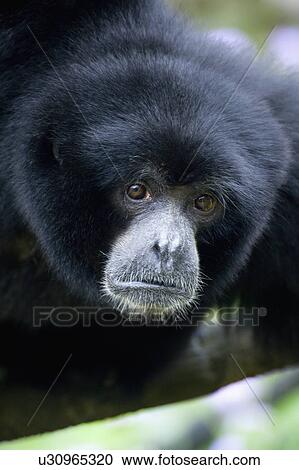 Stock Image - "Gibbon, Taiwan, Taipei, Taipei Zoo". Fotosearch