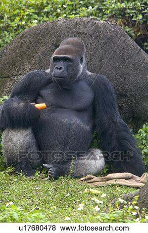 "Gorilla, Taiwan, Taipei, Taipei Zoo" View Large Photo Image Stock Photo - "Gorilla, Taiwan, Taipei, Taipei Zoo". Fotosearch