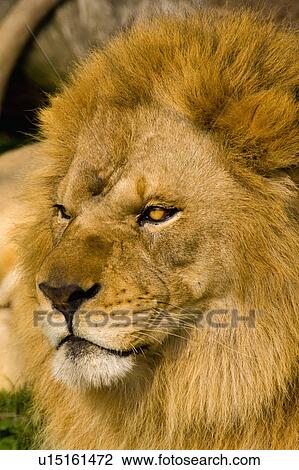 Stock Image - "Lion, Taiwan, Taipei, Taipei Zoo". Fotosearch