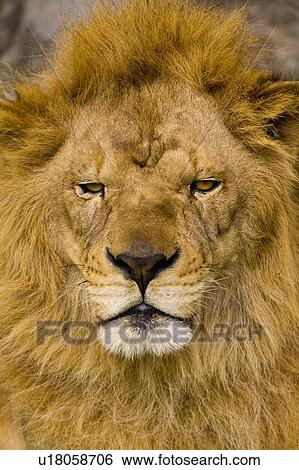 Stock Photograph - "Lion, Taiwan, Taipei, Taipei Zoo". Fotosearch