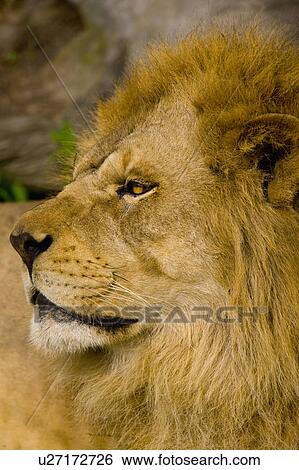 "Lion, Taiwan, Taipei, Taipei Zoo" View Large Photo Image Stock Photograph - "Lion, Taiwan, Taipei, Taipei Zoo". Fotosearch