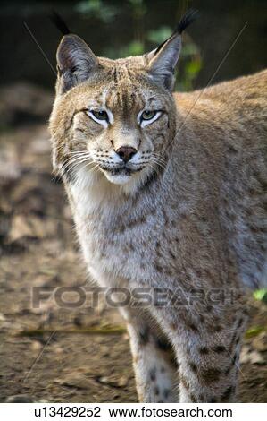 "Lynx, Taiwan, Taipei, Taipei Zoo" View Large Photo Image Stock Image - "Lynx, Taiwan, Taipei, Taipei Zoo". Fotosearch