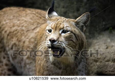 "Lynx, Taiwan, Taipei, Taipei Zoo" View Large Photo Image Stock Photo - "Lynx, Taiwan, Taipei, Taipei Zoo". Fotosearch