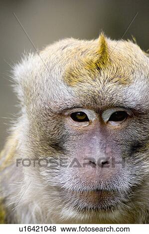 Stock Photo - "Monkey, Taiwan, Taipei, Taipei Zoo". Fotosearch