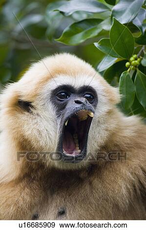 "Monkey, Taiwan, Taipei, Taipei Zoo" View Large Photo Image Stock Photo - "Monkey, Taiwan, Taipei, Taipei Zoo". Fotosearch