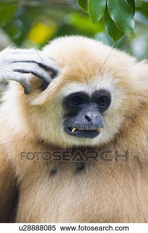 Stock Photography - "Monkey, Taiwan, Taipei, Taipei Zoo". Fotosearch