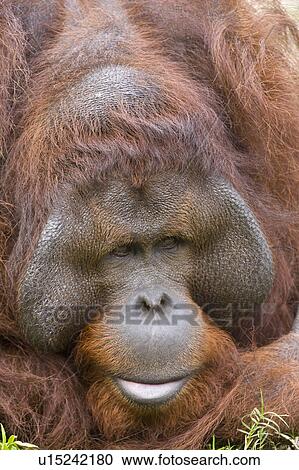 Stock Image - "Orangutan, Taiwan, Taipei, Taipei Zoo". Fotosearch