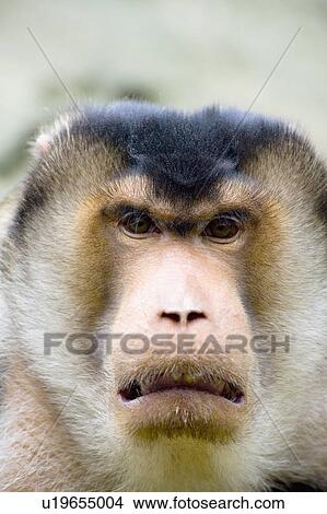 "Pig-tailed Macaque, Taiwan, Taipei, Taipei Zoo" View Large Photo Image Picture - "Pig-tailed Macaque, Taiwan, Taipei, Taipei Zoo". Fotosearch