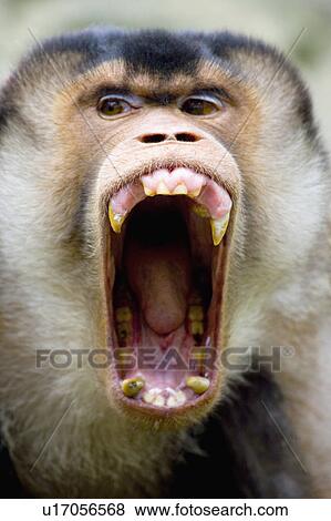 Stock Photo - "Pig-tailed Macaque, Taiwan, Taipei, Taipei Zoo". Fotosearch