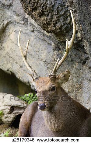 Stock Photograph - "Sika Deer, Taiwan, Taipei, Taipei Zoo". Fotosearch