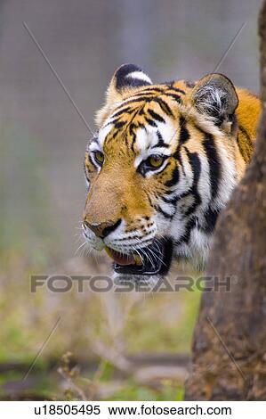 "Tiger, Taiwan, Taipei, Taipei Zoo" View Large Photo Image Stock Photography - "Tiger, Taiwan, Taipei, Taipei Zoo". Fotosearch