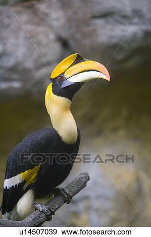 Stock Photo - "Toucan, Taiwan, Taipei, Taipei Zoo". Fotosearch