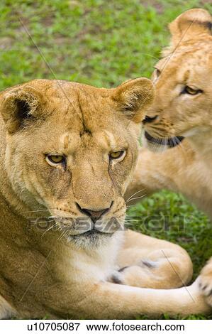 "Two Lionesses, Taiwan, Taipei, Taipei Zoo" View Large Photo Image Stock Photo - "Two Lionesses, Taiwan, Taipei, Taipei Zoo". Fotosearch