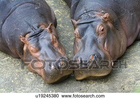"Two sleeping hippos, Taiwan, Taipei, Taipei Zoo" View Large Photo Image Stock Image - "Two sleeping hippos, Taiwan, Taipei, Taipei Zoo". Fotosearch