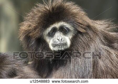 Stock Image - "White-cheeked Gibbon, Taiwan, Taipei, Taipei Zoo". Fotosearch