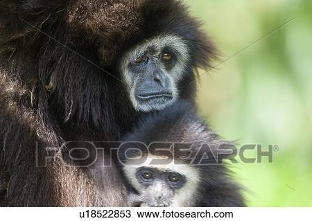 Stock Image - "White-cheeked Gibbon, Taiwan, Taipei, Taipei Zoo". Fotosearch