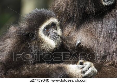 "White-cheeked Gibbon, Taiwan, Taipei, Taipei Zoo" View Large Photo Image Stock Image - "White-cheeked Gibbon, Taiwan, Taipei, Taipei Zoo". Fotosearch