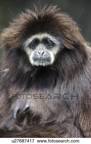 Stock Photo - "White-cheeked Gibbon, Taiwan, Taipei, Taipei Zoo". Fotosearch