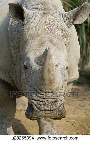 "White Rhinoceros, Taiwan, Taipei, Taipei Zoo" View Large Photo Image Picture - "White Rhinoceros, Taiwan, Taipei, Taipei Zoo". Fotosearch
