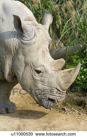 Stock Image - "White Rhinoceros, Taiwan, Taipei, Taipei Zoo". Fotosearch