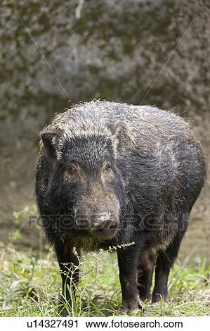 Stock Image - "Wild Boar, Taiwan, Taipei, Taipei Zoo". Fotosearch