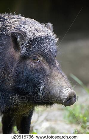 Stock Photograph - "Wild Boar, Taiwan, Taipei, Taipei Zoo". Fotosearch