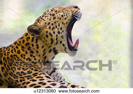 "Yawning Cheetah, Taiwan, Taipei, Taipei Zoo" View Large Photo Image Stock Image - "Yawning Cheetah, Taiwan, Taipei, Taipei Zoo". Fotosearch