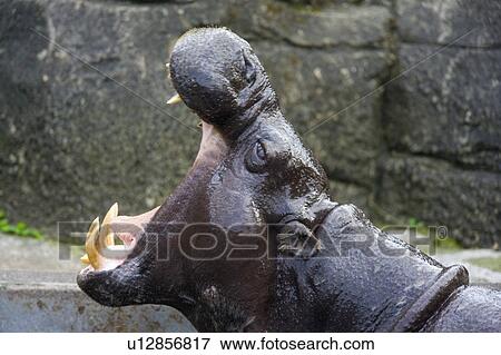 "Yawning Hippo, Taiwan, Taipei, Taipei Zoo" View Large Photo Image Stock Photo - "Yawning Hippo, Taiwan, Taipei, Taipei Zoo". Fotosearch