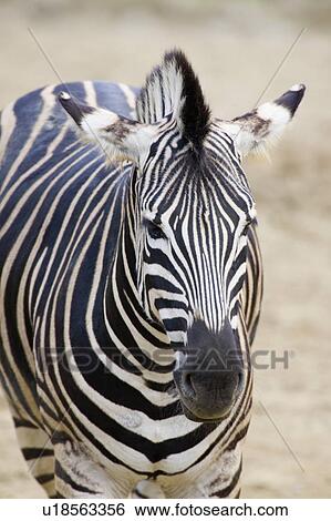 Stock Photograph - "Zebra, Taiwan, Taipei, Taipei Zoo". Fotosearch