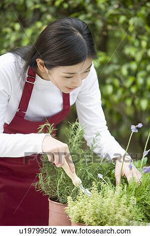 Stock Image - Young woman planting flowers. Fotosearch