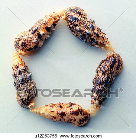 Character, Characters, English letter, Shells View Large Photo Image Stock Photography - Character, Characters, English letter, Shells. Fotosearch