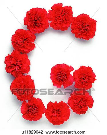 Character, Characters, Rose View Large Photo Image Stock Image - Character, Characters, Rose. Fotosearch
