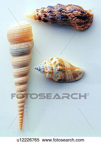 Stock Photography - Character, Shells, Characters, English letter. Fotosearch