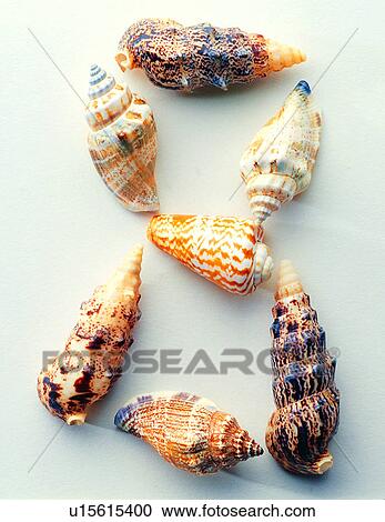 Character, Shells, Characters, Shell, Number View Large Photo Image Stock Image - Character, Shells, Characters, Shell, Number. Fotosearch