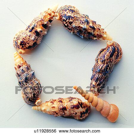 Stock Photograph - Character, Shells, English letter, Characters. Fotosearch