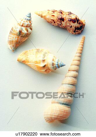 Stock Image - Character, Shells, Shell, Number. Fotosearch