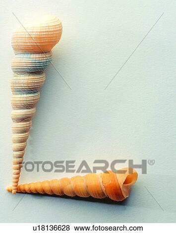 Stock Photo - Characters, Character, English letter, Shells. Fotosearch