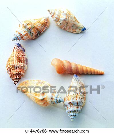 Characters, English letter, Character, Shells View Large Photo Image Stock Photograph - Characters, English letter, Character, Shells. Fotosearch