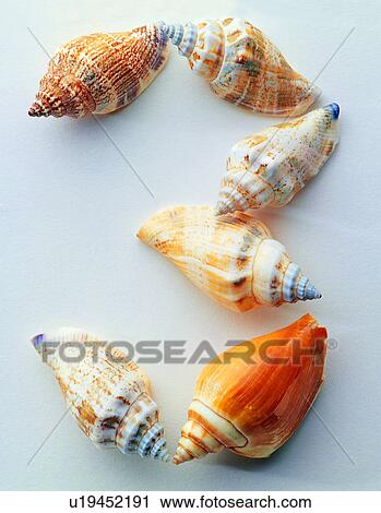 Characters, Number, Shell, Character View Large Photo Image Stock Image - Characters, Number, Shell, Character. Fotosearch