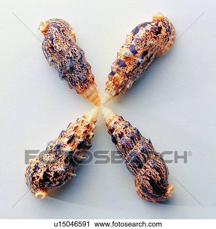 Characters, Shell, Character View Large Photo Image Stock Image - Characters, Shell, Character. Fotosearch