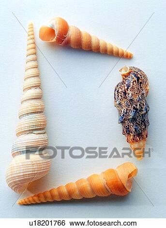 Characters, Shell, Shells, Character, English letter View Large Photo Image Stock Photograph - Characters, Shell, Shells, Character, English letter. Fotosearch
