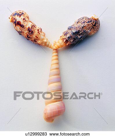 Characters, Shells, Character, Shell View Large Photo Image Stock Image - Characters, Shells, Character, Shell. Fotosearch