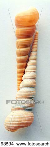 English letter, Character, Shell View Large Photo Image Picture - English letter, Character, Shell. Fotosearch